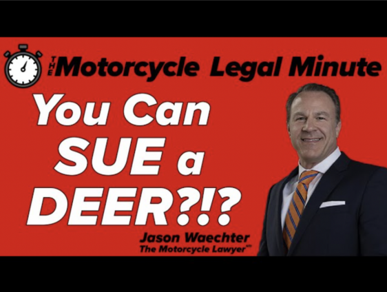 Motorcycle Deer Accident Who Pays, Who is Responsible? Michigan Law Dealing with Deer Causing Motorcycle Wrecks